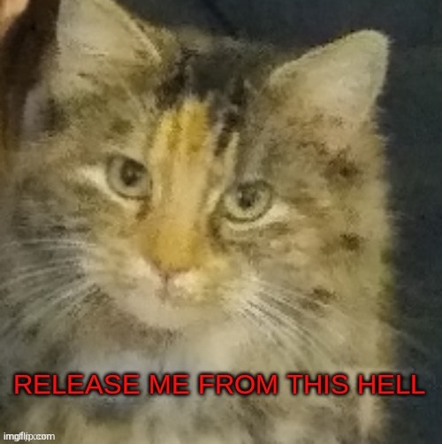 Cocoa release me from this hell | image tagged in cocoa release me from this hell | made w/ Imgflip meme maker