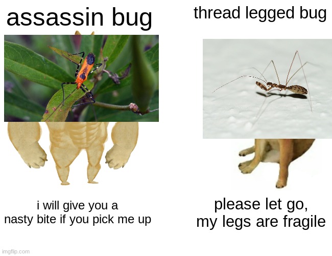 bug vs bug | assassin bug; thread legged bug; i will give you a nasty bite if you pick me up; please let go, my legs are fragile | image tagged in memes,buff doge vs cheems | made w/ Imgflip meme maker