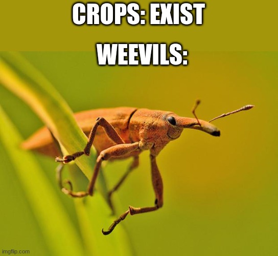 another meme that makes no sense | CROPS: EXIST; WEEVILS: | image tagged in happy insect,weevil,insects | made w/ Imgflip meme maker