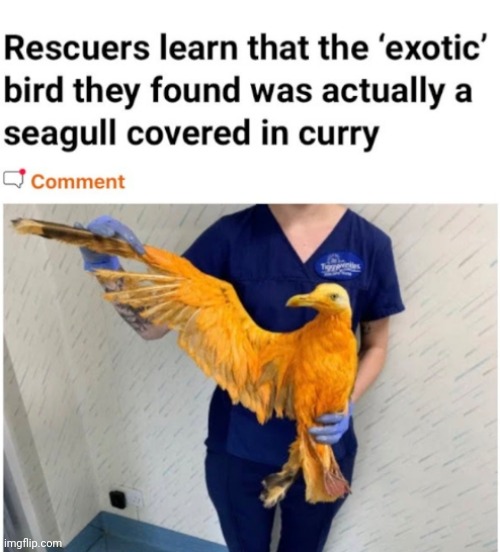 image tagged in funny memes | made w/ Imgflip meme maker