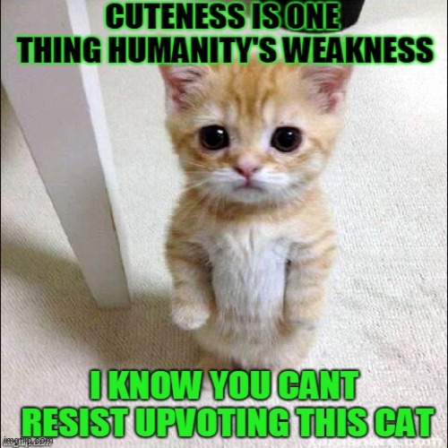 the cat | image tagged in funny cats,repost | made w/ Imgflip meme maker