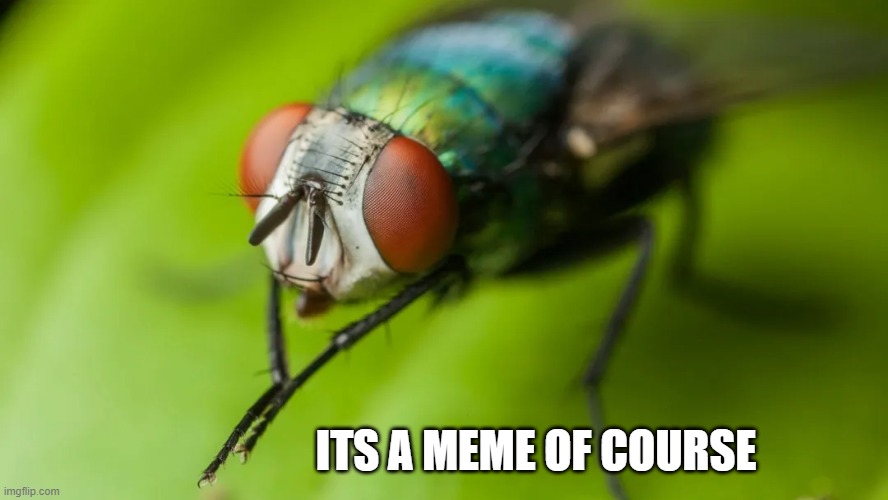 ITS A MEME OF COURSE | made w/ Imgflip meme maker