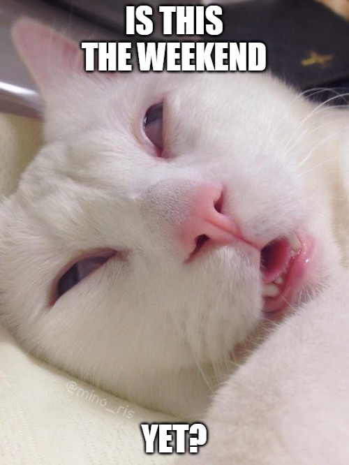 IS THIS THE WEEKEND; YET? | image tagged in memes,cat,cats,Catmemes | made w/ Imgflip meme maker