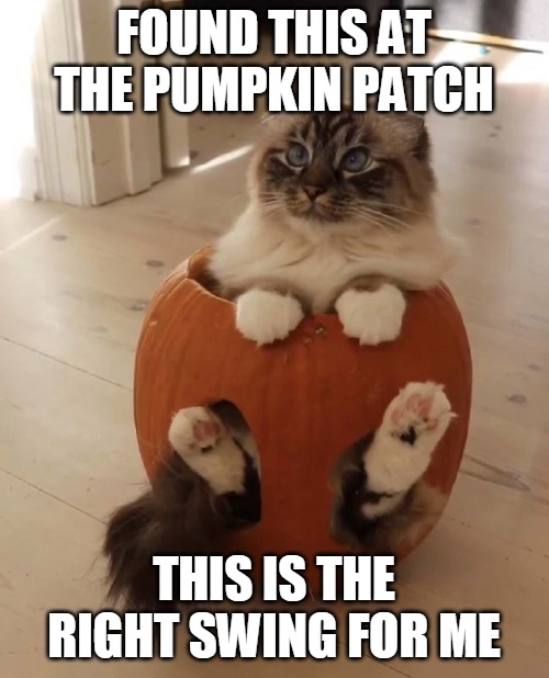 FOUND THIS AT THE PUMPKIN PATCH; THIS IS THE RIGHT SWING FOR ME | image tagged in memes,cat,cats,pumpkin,Catmemes | made w/ Imgflip meme maker