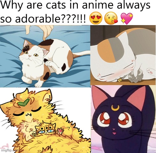 Dio cat | image tagged in dio brando,cat,jojo's bizarre adventure,anime,memes,uwu | made w/ Imgflip meme maker
