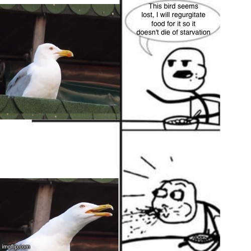 He will never have a girlfriend! *spits out food* | This bird seems lost, I will regurgitate food for it so it doesn't die of starvation | image tagged in he will never have a girlfriend spits out food | made w/ Imgflip meme maker