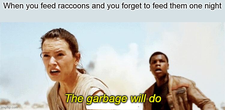 Don't feed the trash pandas | When you feed raccoons and you forget to feed them one night; The garbage will do | image tagged in raccoon,star wars,rey | made w/ Imgflip meme maker