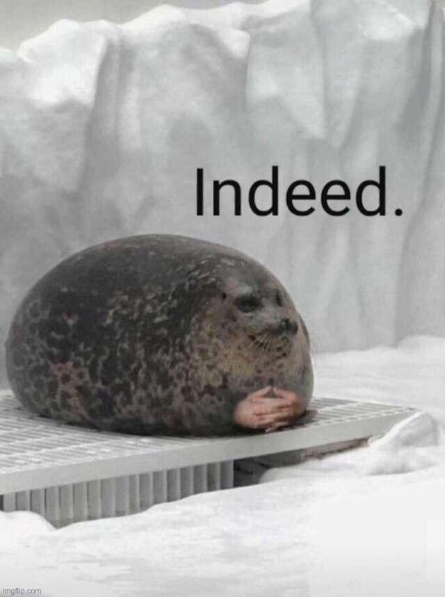 Seal boi indeed | image tagged in seal boi indeed | made w/ Imgflip meme maker