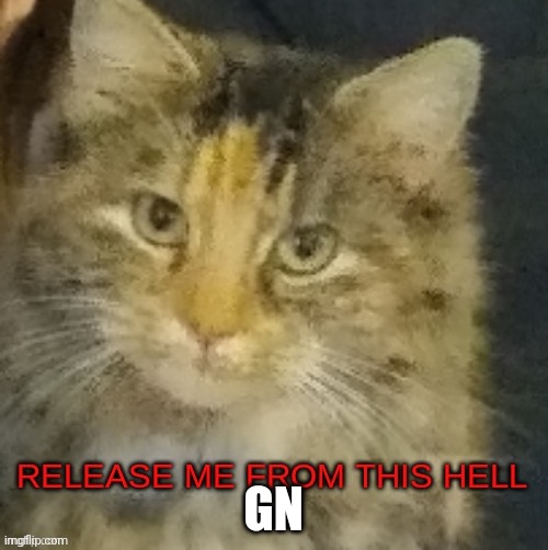 Cocoa release me from this hell | GN | image tagged in cocoa release me from this hell | made w/ Imgflip meme maker