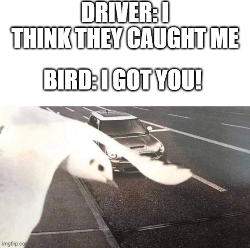 DRIVER: I THINK THEY CAUGHT ME; BIRD: I GOT YOU! | made w/ Imgflip meme maker