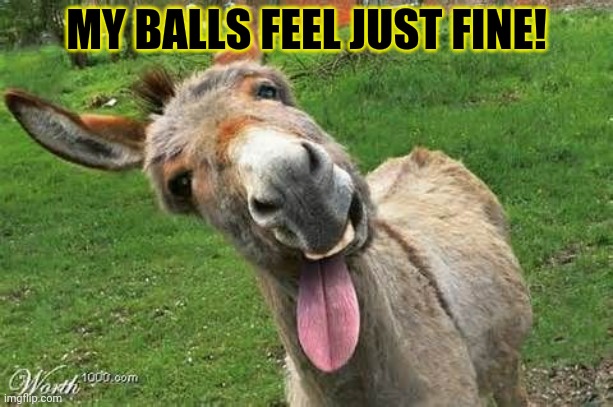 Laughing Donkey | MY BALLS FEEL JUST FINE! | image tagged in laughing donkey | made w/ Imgflip meme maker