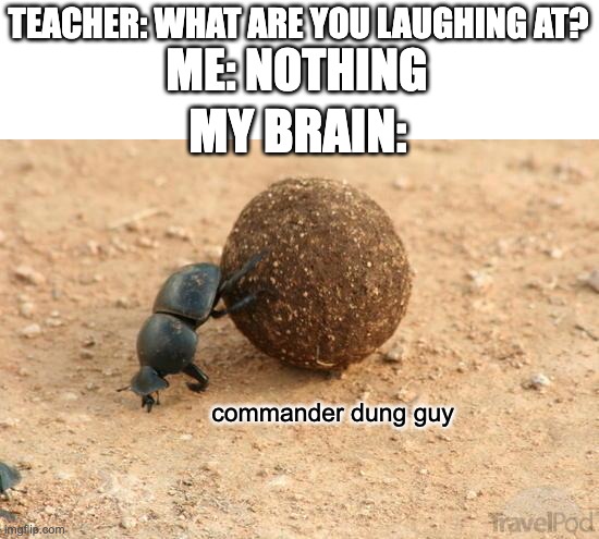 Hard Working Dung Beetle | TEACHER: WHAT ARE YOU LAUGHING AT? ME: NOTHING; MY BRAIN:; commander dung guy | image tagged in hard working dung beetle | made w/ Imgflip meme maker