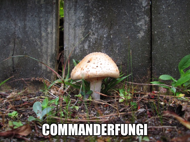mushroom | COMMANDERFUNGI | image tagged in mushroom | made w/ Imgflip meme maker