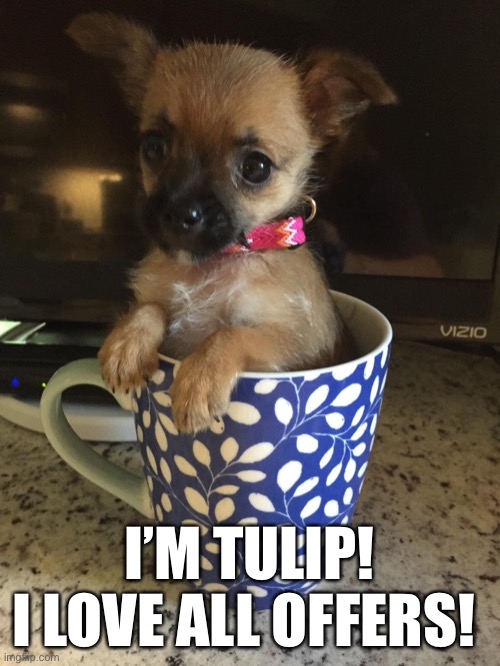 Cup of Chorkie | I’M TULIP!
I LOVE ALL OFFERS! | image tagged in tulip brown | made w/ Imgflip meme maker