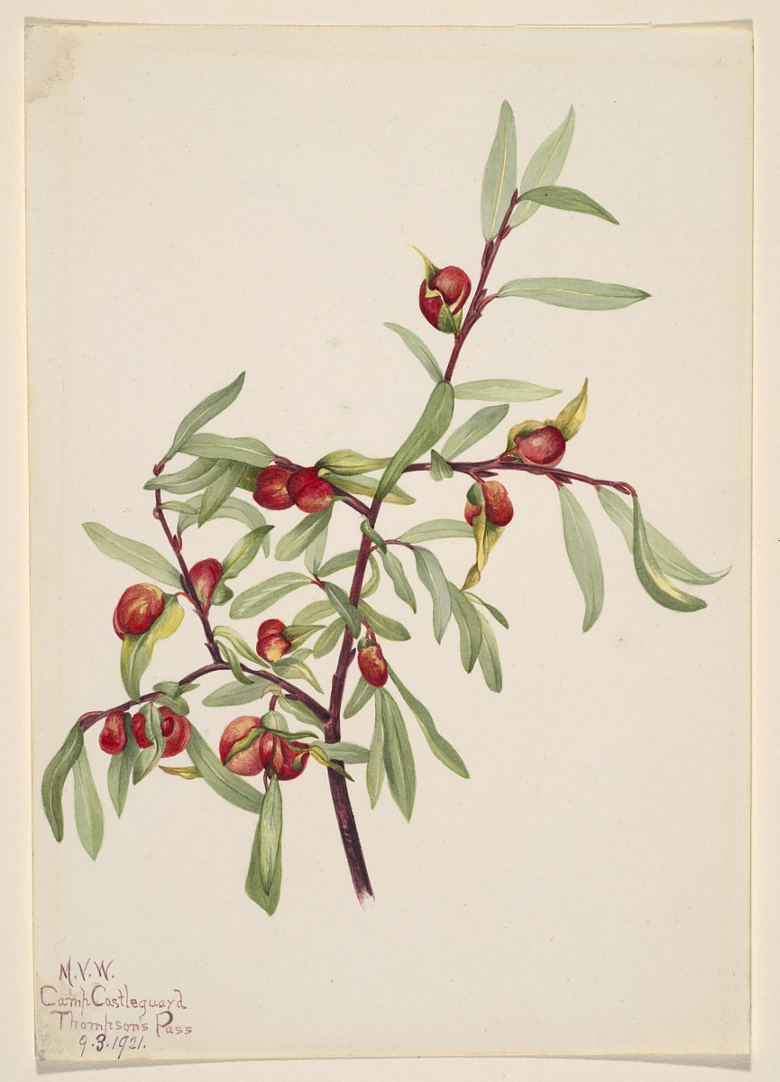 Random Exclaim Blank Meme Template