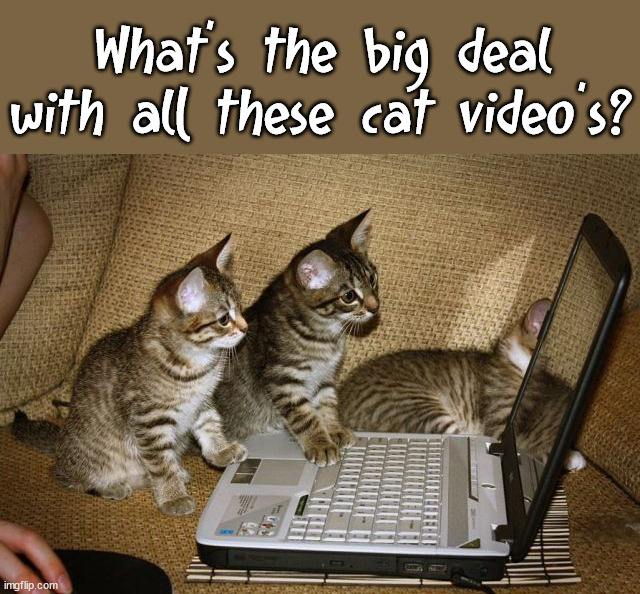 What's the big deal with all these cat video's? | image tagged in cats | made w/ Imgflip meme maker