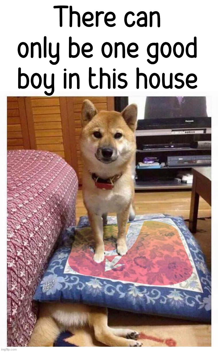 There can only be one good boy in this house | image tagged in dogs | made w/ Imgflip meme maker