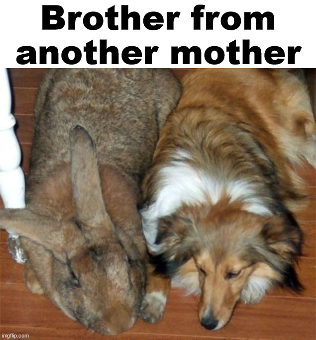 Flemish bunny is a big boy | Brother from another mother | image tagged in bunnies,rabbit | made w/ Imgflip meme maker