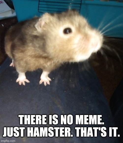 His name is Rascal | THERE IS NO MEME. JUST HAMSTER. THAT'S IT. | image tagged in hamster,meme | made w/ Imgflip meme maker