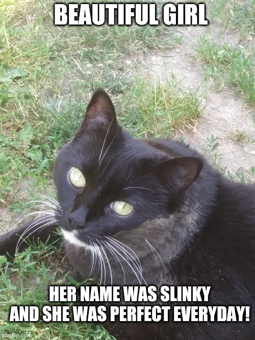 Slinky | BEAUTIFUL GIRL; HER NAME WAS SLINKY AND SHE WAS PERFECT EVERYDAY! | image tagged in beauty | made w/ Imgflip meme maker