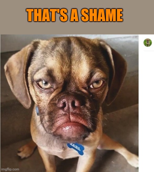 Grumpy DOG | THAT'S A SHAME | image tagged in grumpy dog | made w/ Imgflip meme maker