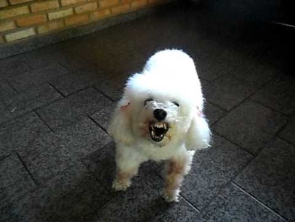 Angry Poodle | image tagged in angry poodle | made w/ Imgflip meme maker