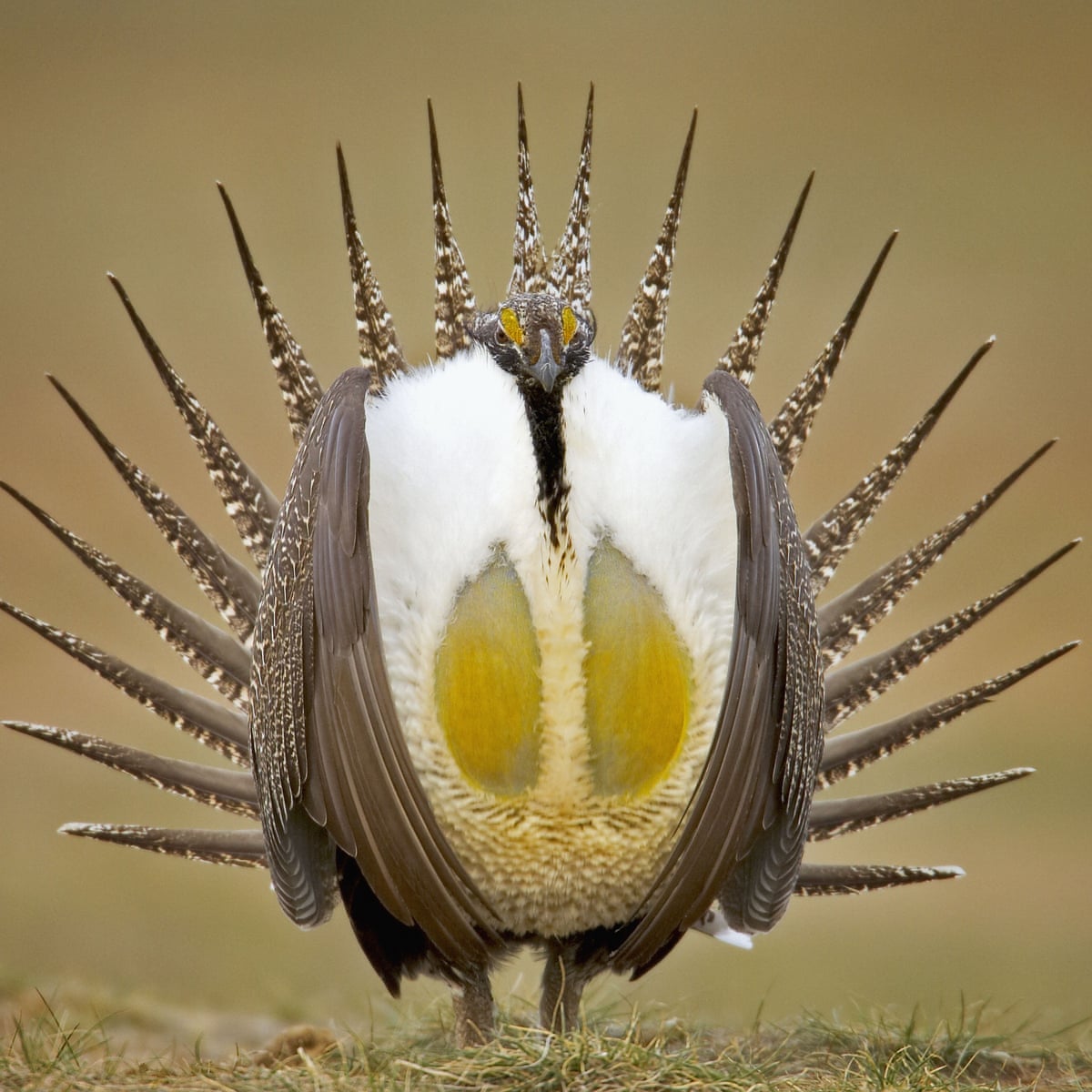 High Quality Greater Sage Grouse Blank Meme Template