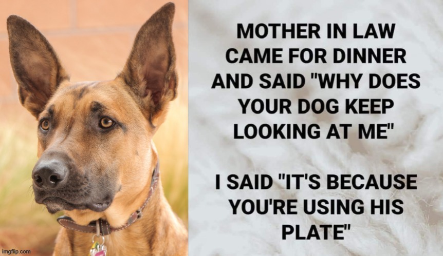 Mother-in-Law Joke | image tagged in does your dog bite | made w/ Imgflip meme maker