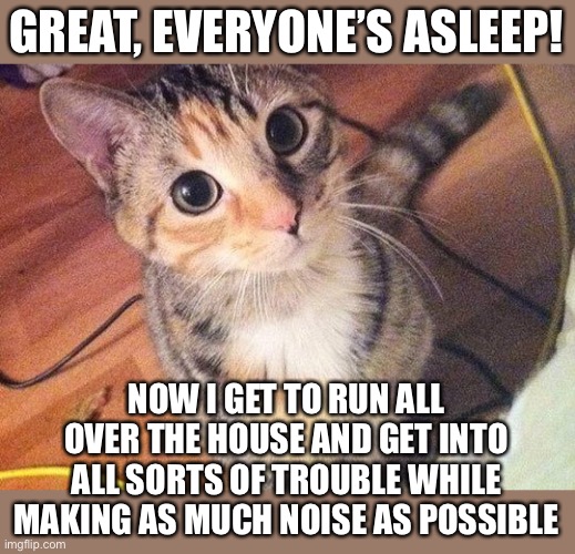 this is true | GREAT, EVERYONE’S ASLEEP! NOW I GET TO RUN ALL OVER THE HOUSE AND GET INTO ALL SORTS OF TROUBLE WHILE MAKING AS MUCH NOISE AS POSSIBLE | image tagged in funny,cats,animals,noise,meow | made w/ Imgflip meme maker