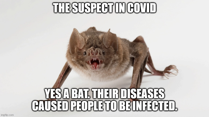 Culprit of Covid | THE SUSPECT IN COVID; YES A BAT. THEIR DISEASES CAUSED PEOPLE TO BE INFECTED. | image tagged in bats,covid,disease,rabies | made w/ Imgflip meme maker