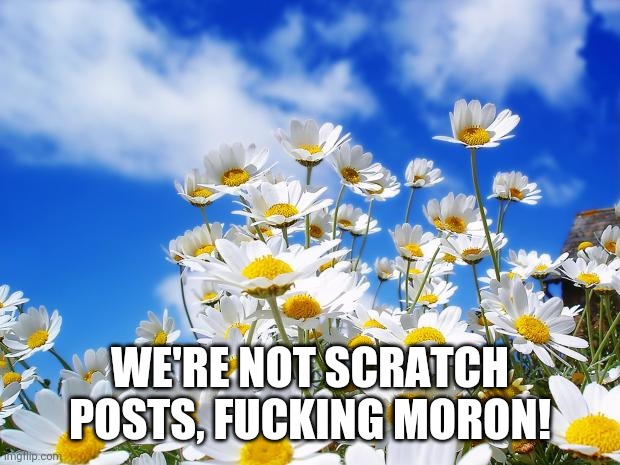 spring daisy flowers | WE'RE NOT SCRATCH POSTS, FUCKING MORON! | image tagged in spring daisy flowers | made w/ Imgflip meme maker