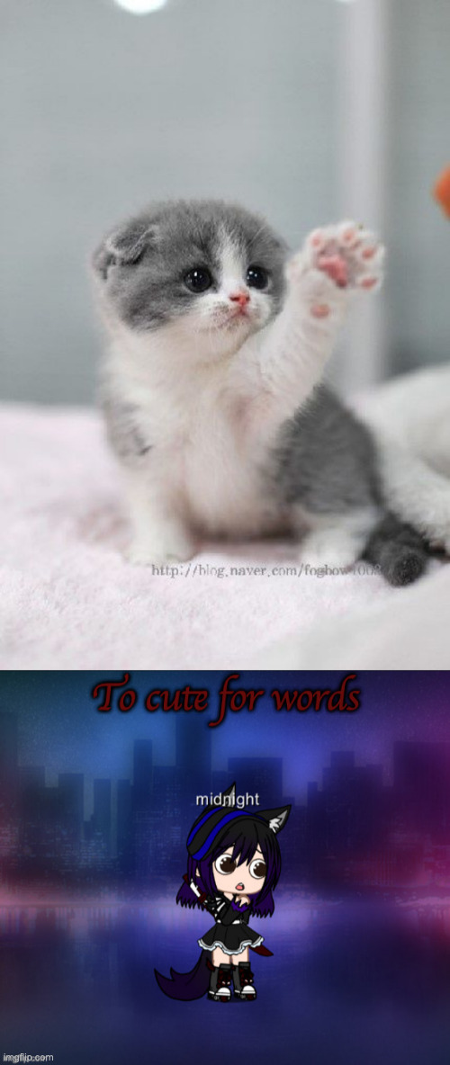 image tagged in cute cat,midnight cuteness overload | made w/ Imgflip meme maker