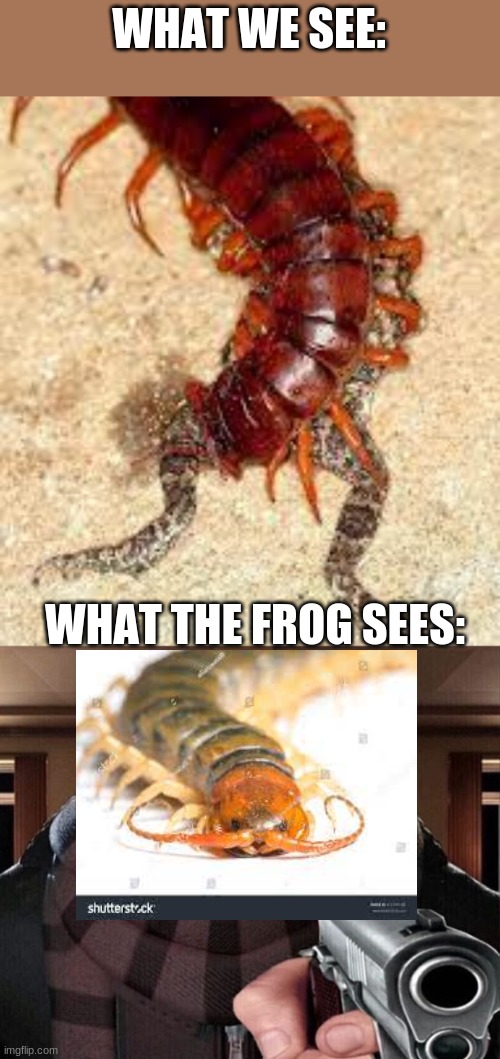 centipede vs frog | WHAT WE SEE:; WHAT THE FROG SEES: | image tagged in gru gun,centipede,frog | made w/ Imgflip meme maker