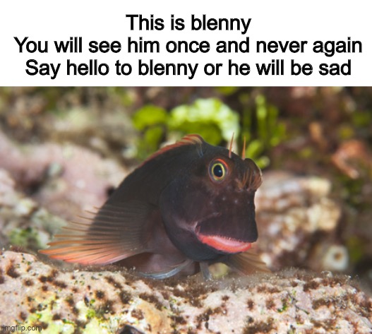 Say hello or perish | This is blenny
You will see him once and never again
Say hello to blenny or he will be sad | image tagged in memes,wholesome,funny | made w/ Imgflip meme maker