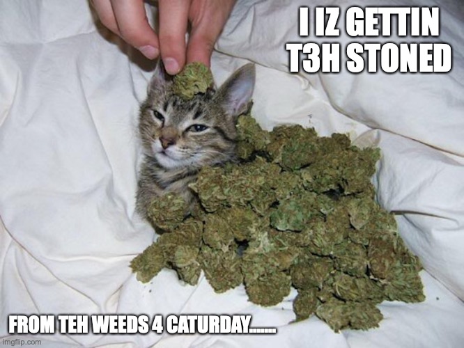 Kitten Covered in Weed | I IZ GETTIN T3H STONED; FROM TEH WEEDS 4 CATURDAY....... | image tagged in cats,weed,memes | made w/ Imgflip meme maker
