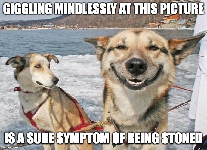 Stoner Dog | GIGGLING MINDLESSLY AT THIS PICTURE; IS A SURE SYMPTOM OF BEING STONED | image tagged in stoner,weed,memes | made w/ Imgflip meme maker