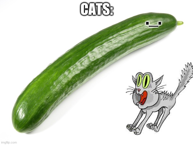 cucumber | CATS:; ._. | image tagged in cucumber | made w/ Imgflip meme maker