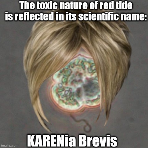 KARENia Brevis |  The toxic nature of red tide is reflected in its scientific name:; KARENia Brevis | image tagged in florida,ocean,karen | made w/ Imgflip meme maker