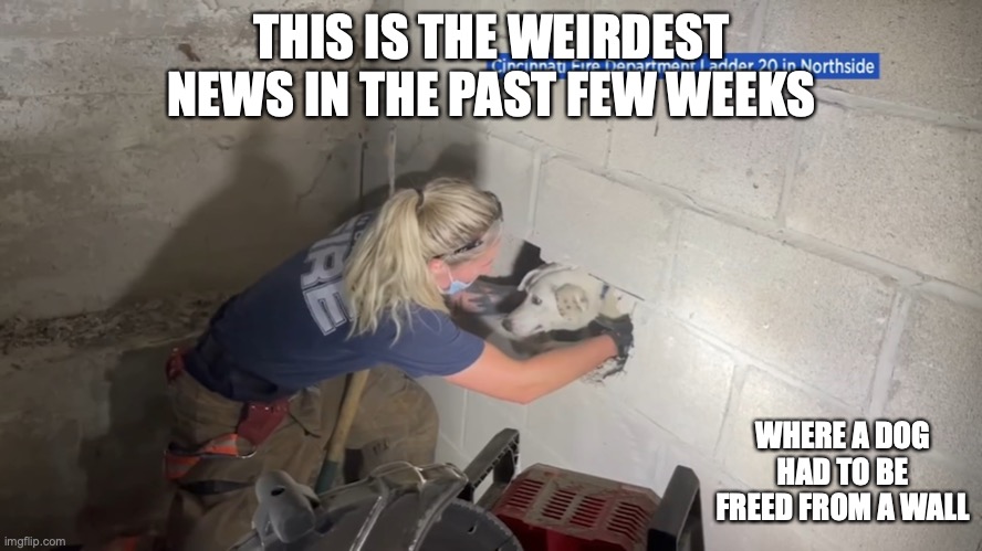 Dog Rescue | THIS IS THE WEIRDEST NEWS IN THE PAST FEW WEEKS; WHERE A DOG HAD TO BE FREED FROM A WALL | image tagged in memes,dogs | made w/ Imgflip meme maker