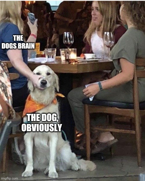 Lady holding dog mouth closed | THE DOGS BRAIN THE DOG, OBVIOUSLY | image tagged in lady holding dog mouth closed | made w/ Imgflip meme maker