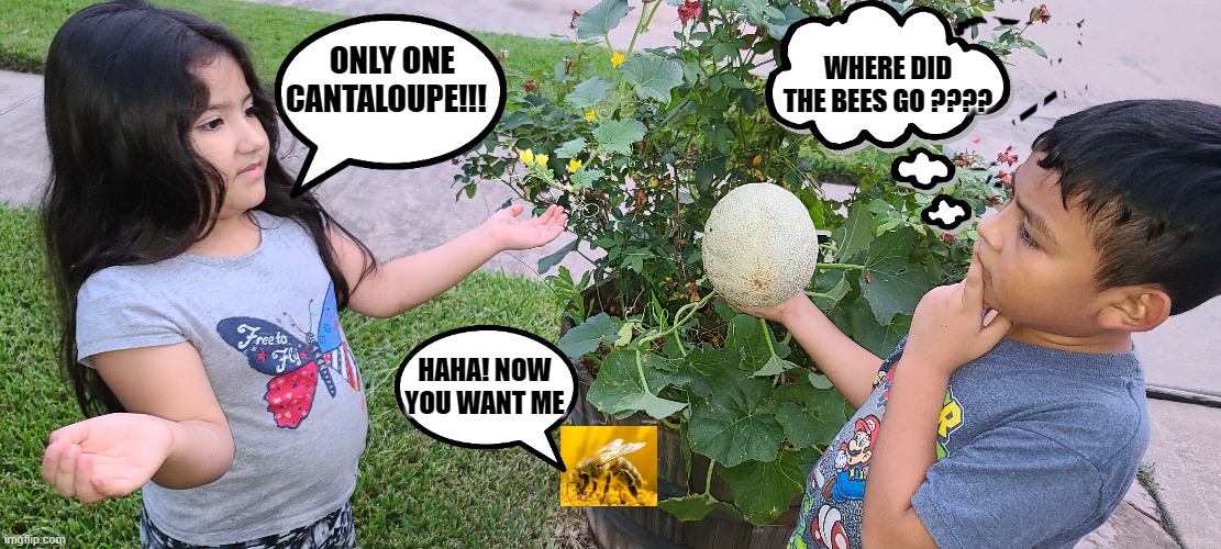 The minds | ONLY ONE CANTALOUPE!!! WHERE DID THE BEES GO ???? HAHA! NOW YOU WANT ME | image tagged in biology | made w/ Imgflip meme maker