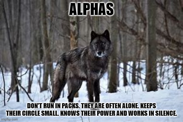 ALPHA WOLF | ALPHAS; DON'T RUN IN PACKS. THEY ARE OFTEN ALONE. KEEPS THEIR CIRCLE SMALL. KNOWS THEIR POWER AND WORKS IN SILENCE. | image tagged in alpha,wolf,alphawolf | made w/ Imgflip meme maker