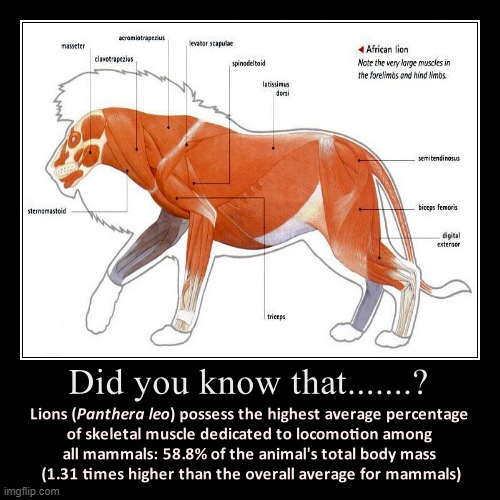 lion muscle anatomy fact demotivational | image tagged in animals,animal,animal meme,fun fact,demotivational,animal memes | made w/ Imgflip meme maker