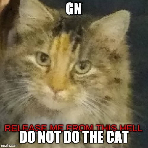 Cocoa release me from this hell | GN; DO NOT DO THE CAT | image tagged in cocoa release me from this hell | made w/ Imgflip meme maker