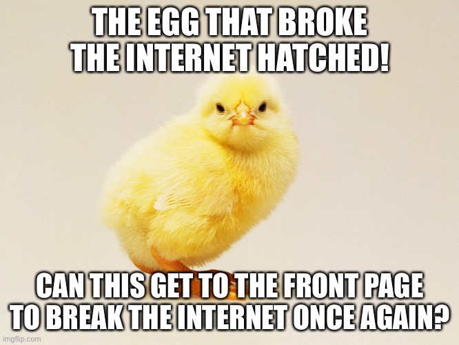 THE EGG THAT BROKE THE INTERNET HATCHED! CAN THIS GET TO THE FRONT PAGE TO BREAK THE INTERNET ONCE AGAIN? | image tagged in egg | made w/ Imgflip meme maker