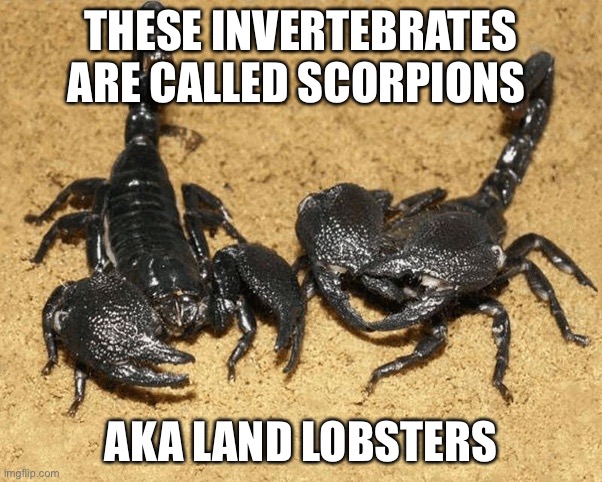 Invertebrate lobster | THESE INVERTEBRATES ARE CALLED SCORPIONS; AKA LAND LOBSTERS | image tagged in random scorpion fact | made w/ Imgflip meme maker