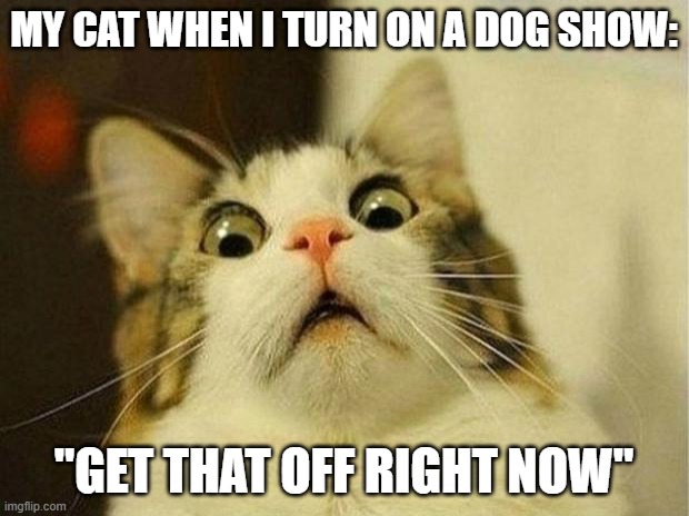 Cats | MY CAT WHEN I TURN ON A DOG SHOW:; "GET THAT OFF RIGHT NOW" | image tagged in memes,scared cat,front page,frontpage | made w/ Imgflip meme maker