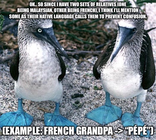 Blue Footed Boobies | OK.. SO SINCE I HAVE TWO SETS OF RELATIVES (ONE BEING MALAYSIAN, OTHER BEING FRENCH), I THINK I’LL MENTION SOME AS THEIR NATIVE LANGUAGE CALLS THEM TO PREVENT CONFUSION. (EXAMPLE: FRENCH GRANDPA -> “PÉPÉ”) | image tagged in blue footed boobies | made w/ Imgflip meme maker
