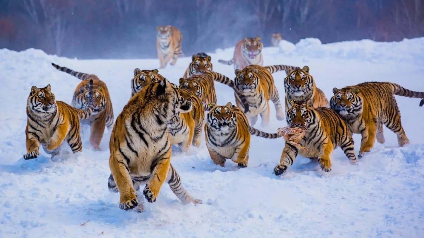 snow tigers Blank Meme Template