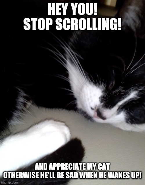 Tired cat | HEY YOU! STOP SCROLLING! AND APPRECIATE MY CAT
OTHERWISE HE'LL BE SAD WHEN HE WAKES UP! | image tagged in tired cat | made w/ Imgflip meme maker